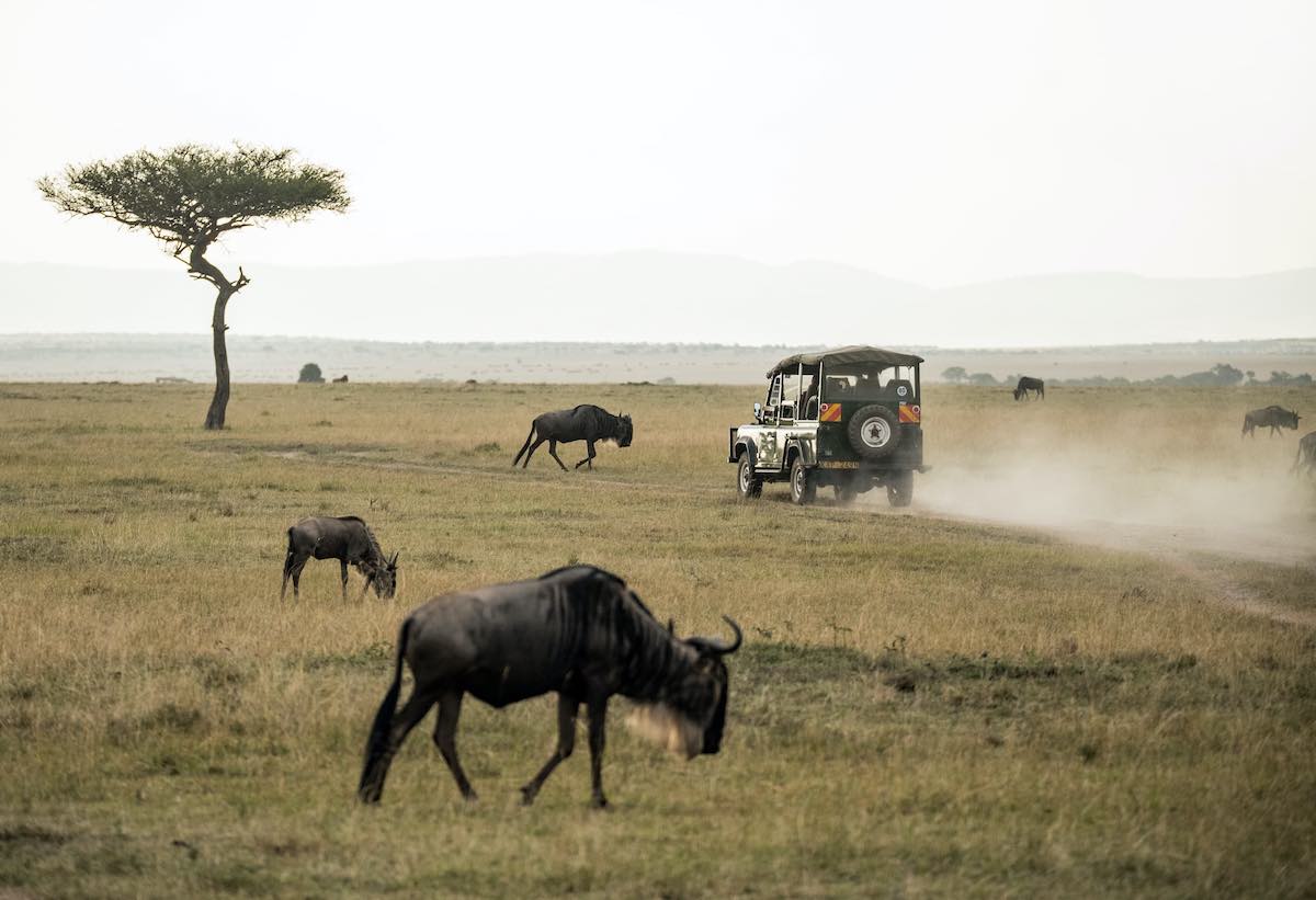 A game drive in the Serengeti