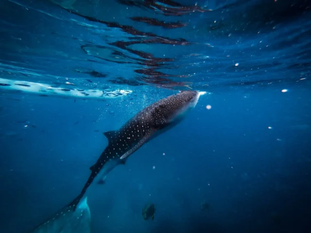 Shark Whale